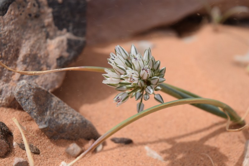 Allium sinaiticum photo 2