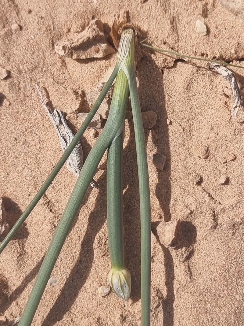 Allium sinaiticum photo 3