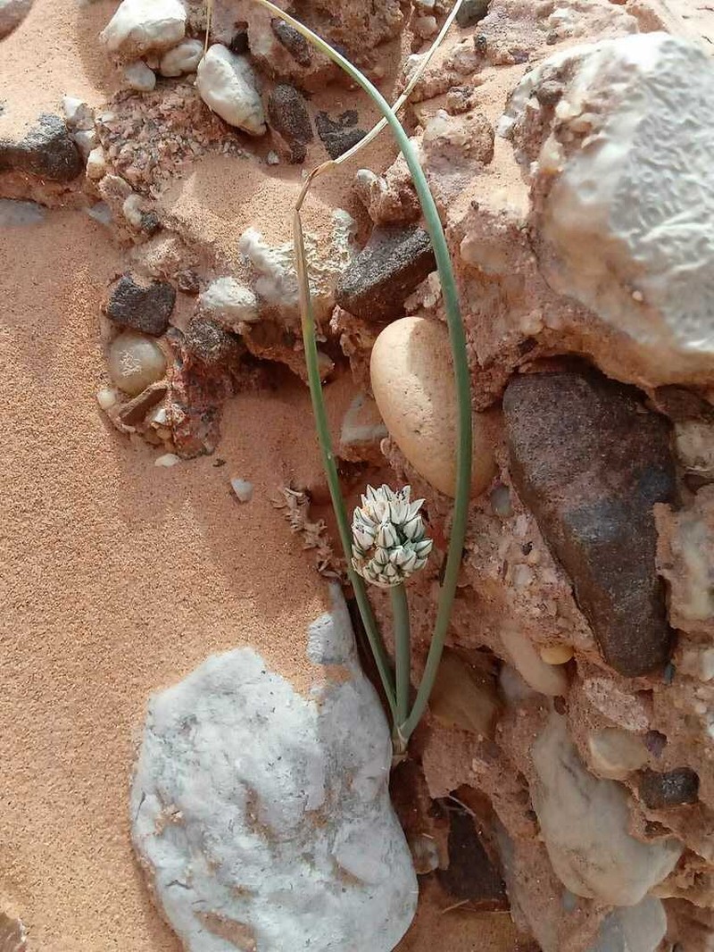 Allium sinaiticum photo 5