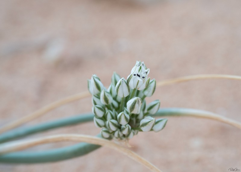 Allium sinaiticum photo 6