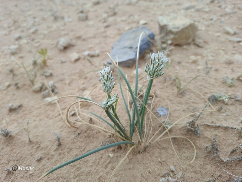 Allium sinaiticum photo 7