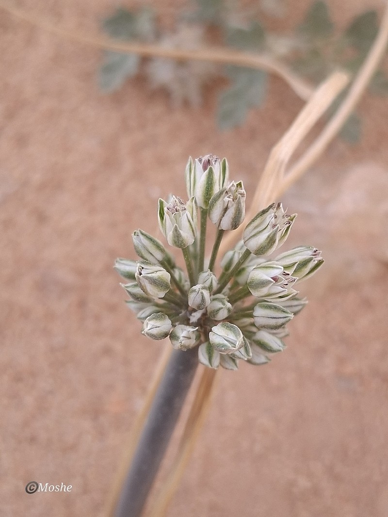 Allium sinaiticum photo 8
