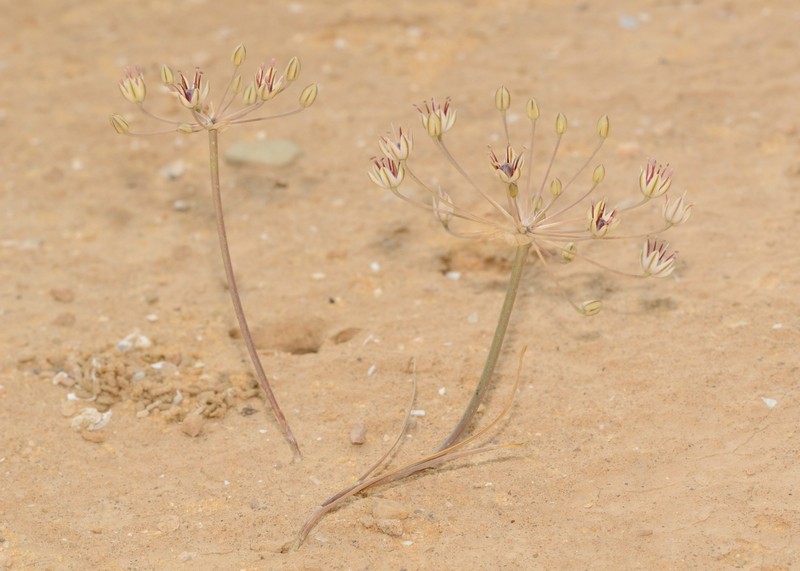 Allium sindjarense