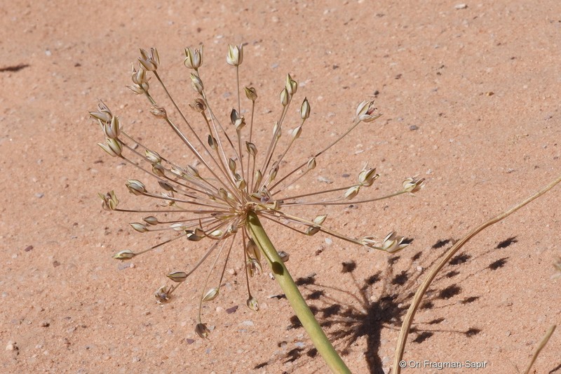 Allium sindjarense photo 2
