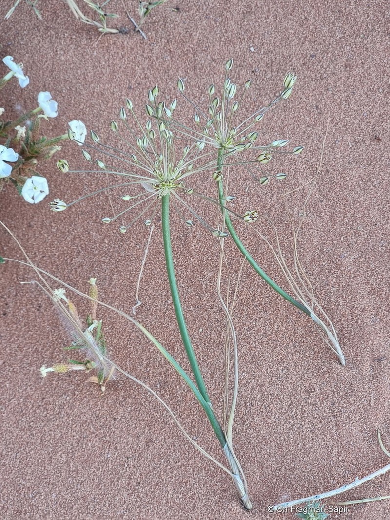 Allium sindjarense photo 3