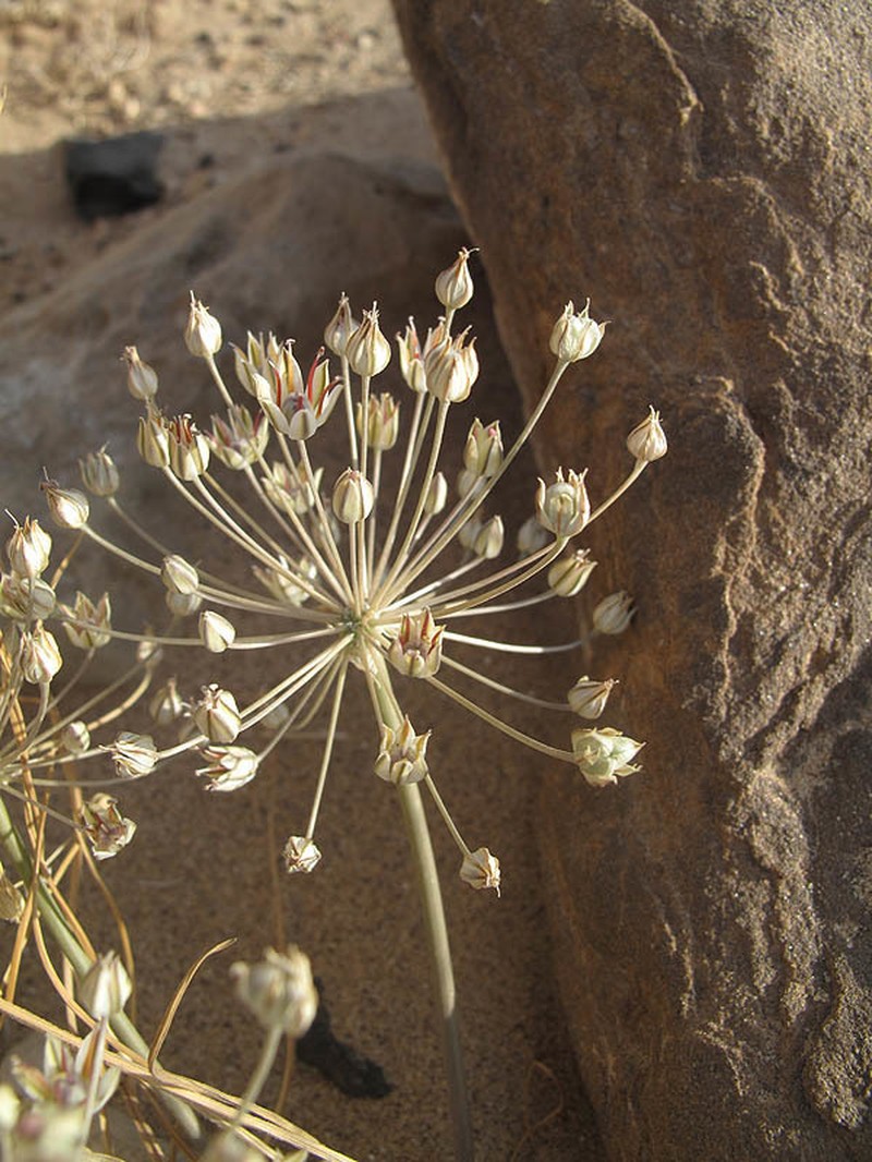 Allium sindjarense photo 4