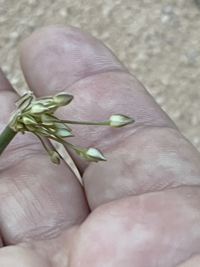 Allium sindjarense photo 5