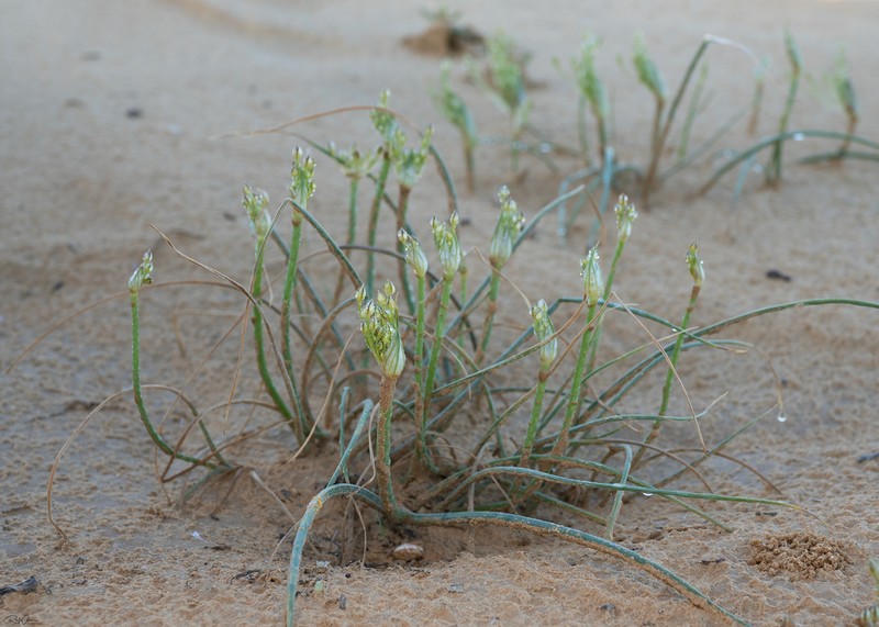 Allium sindjarense photo 7