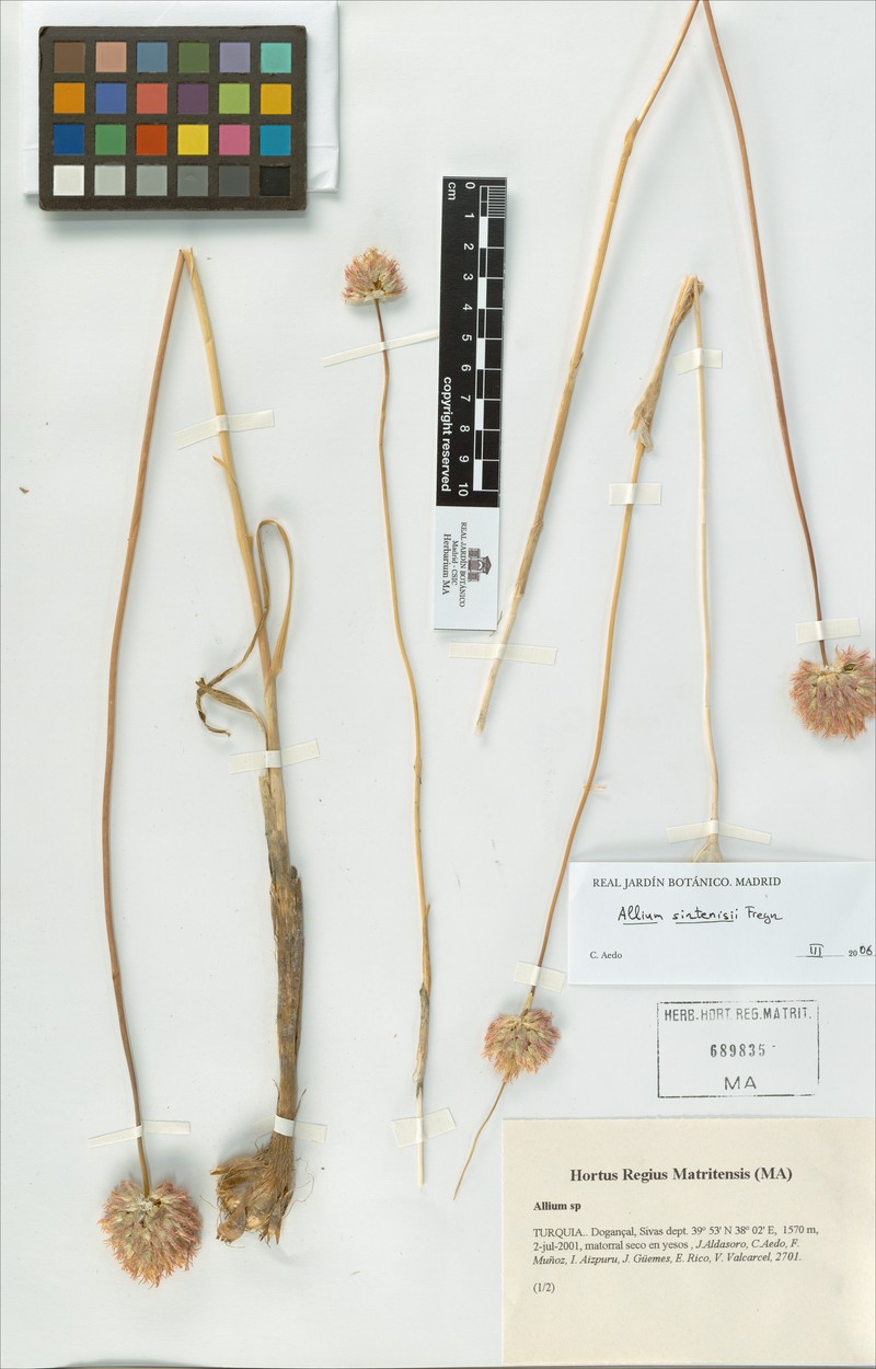 Allium sintenisii