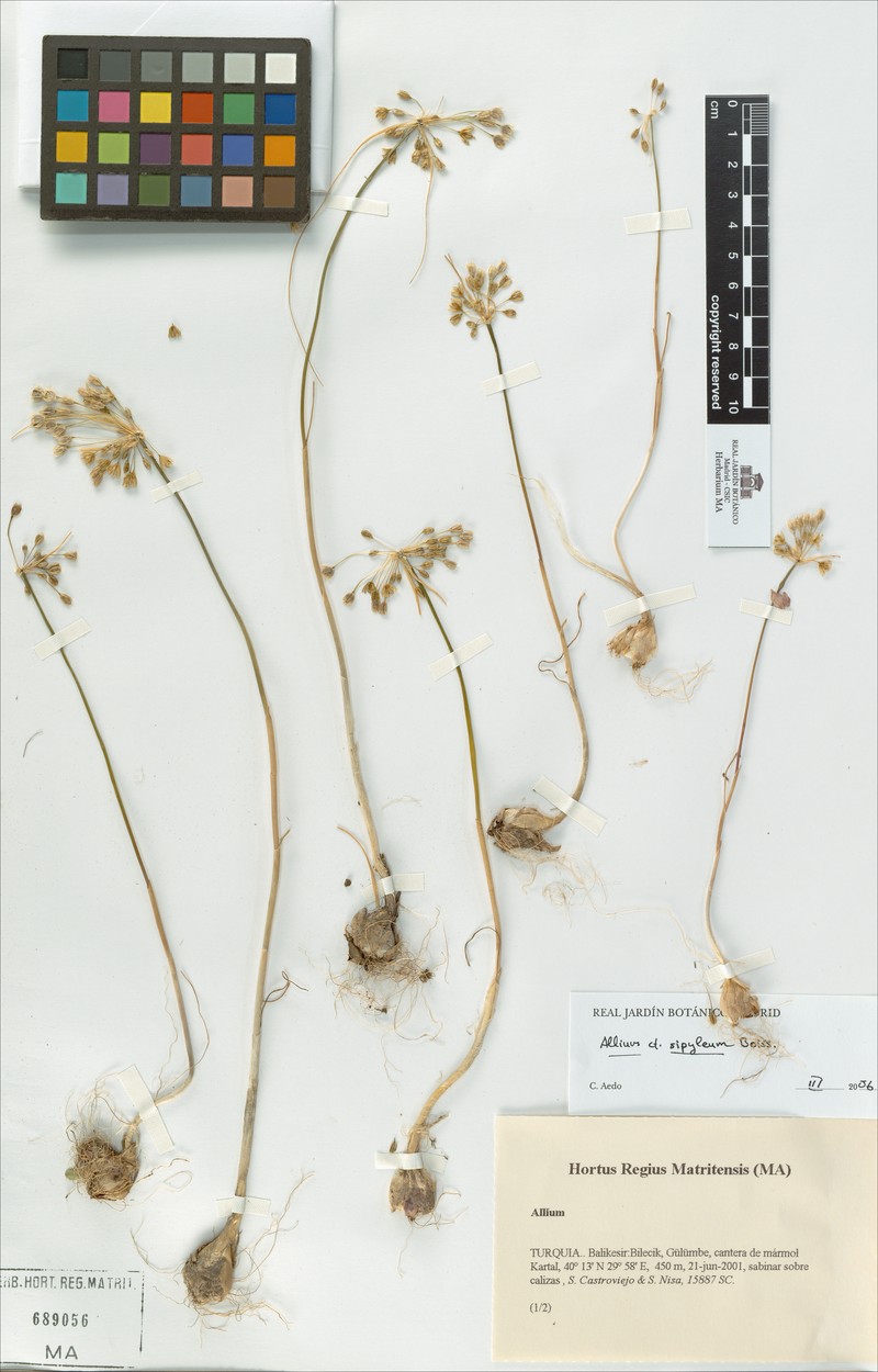 Allium sipyleum