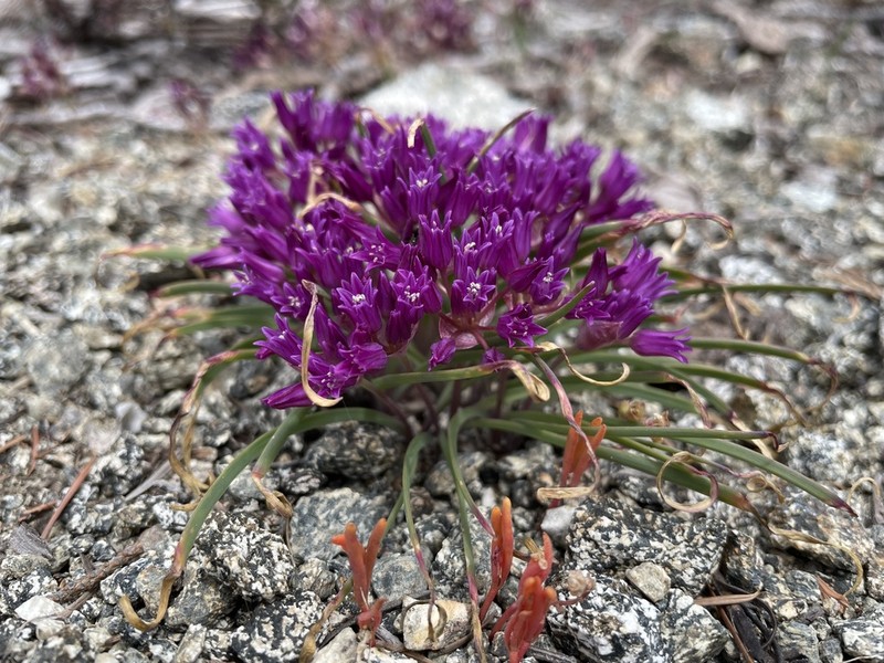 Siskiyou Onion photo 3