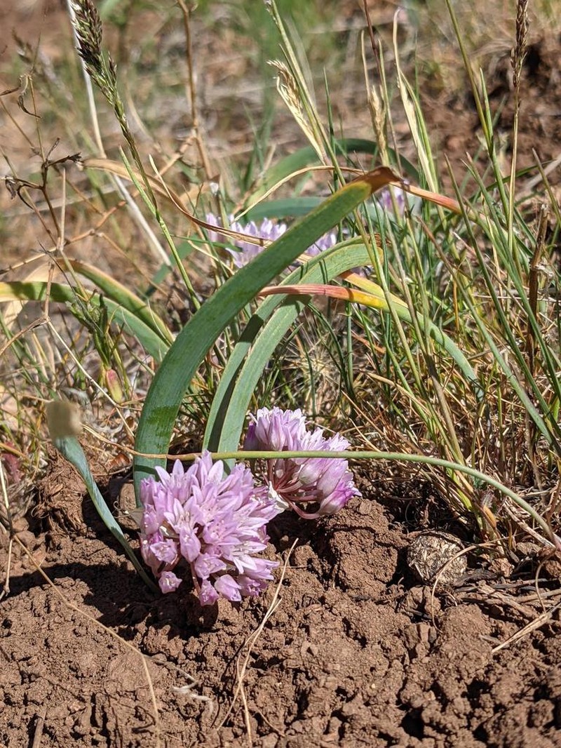 Siskiyou Onion photo 4