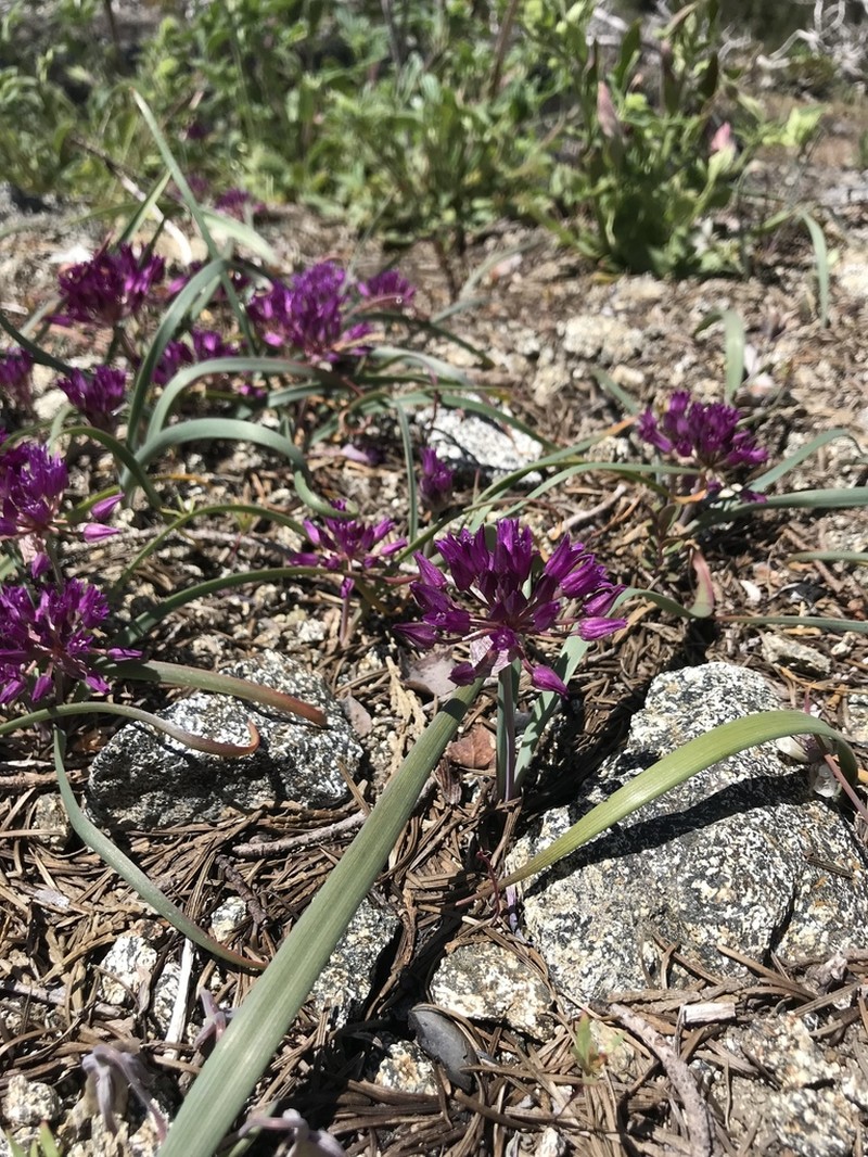 Siskiyou Onion photo 5