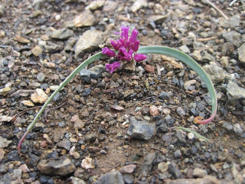 Siskiyou Onion photo 6