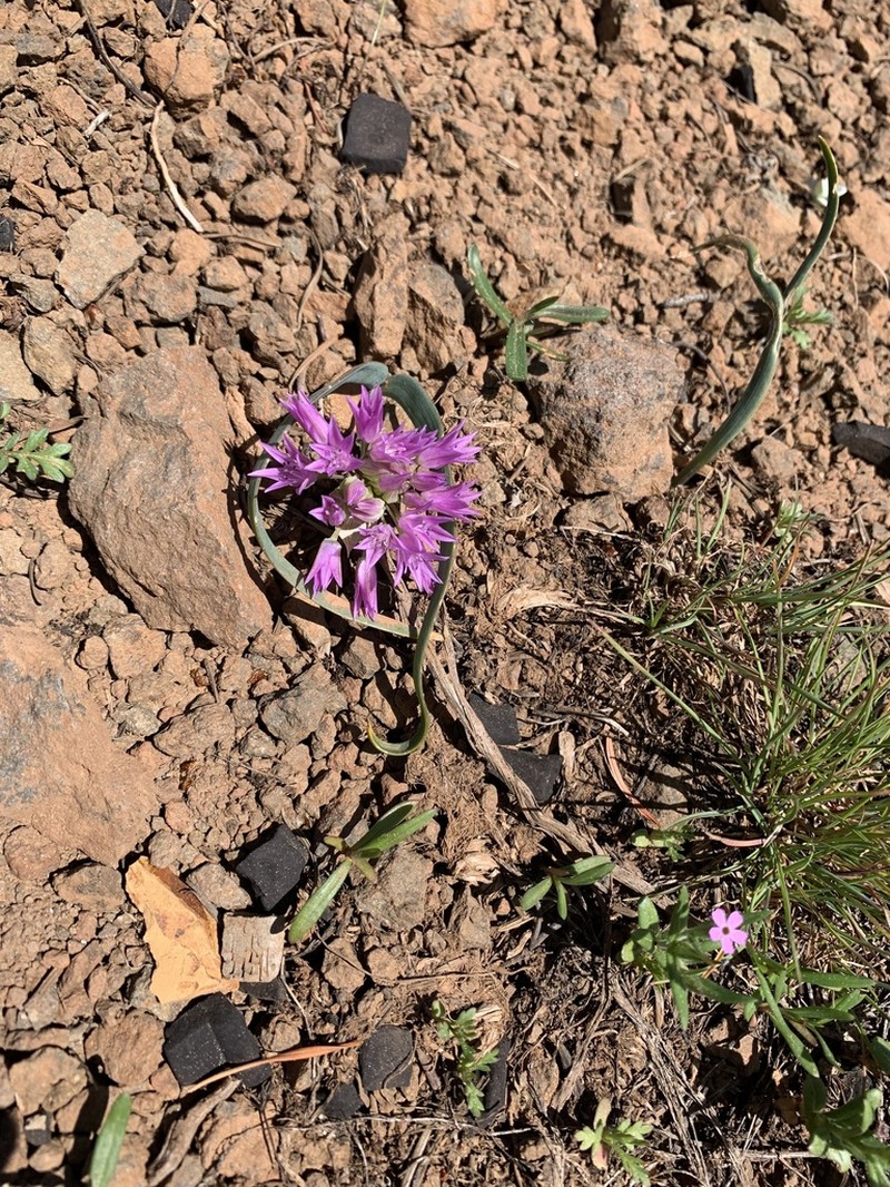 Siskiyou Onion photo 8