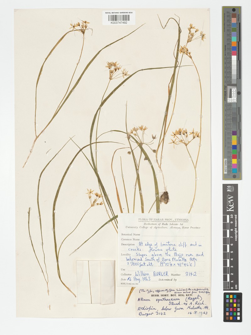 Allium spathaceum