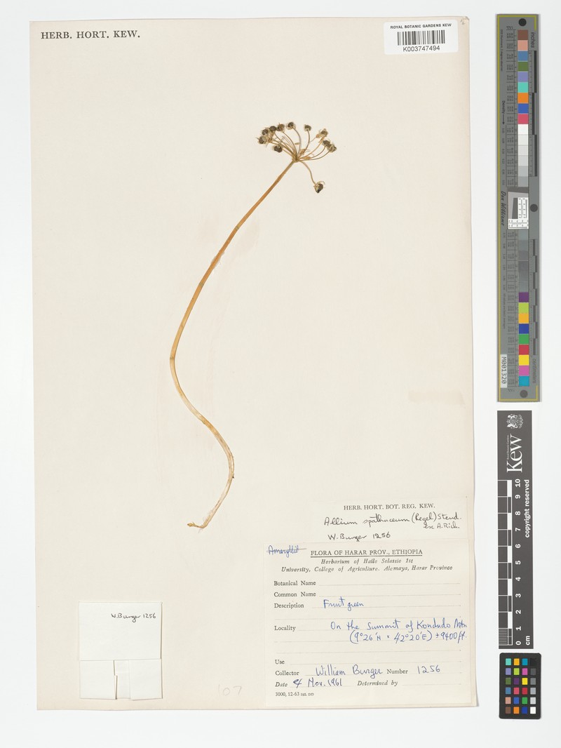 Allium spathaceum photo 2