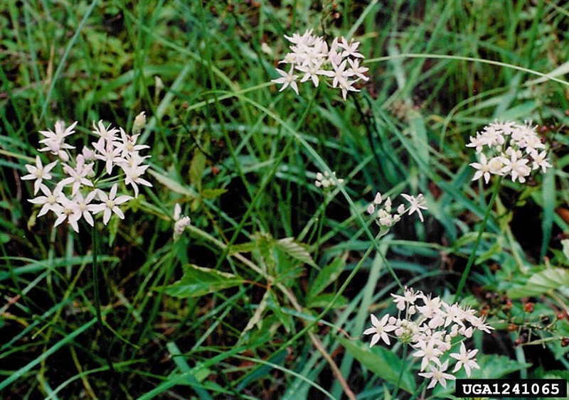 Little River Canyon Onion