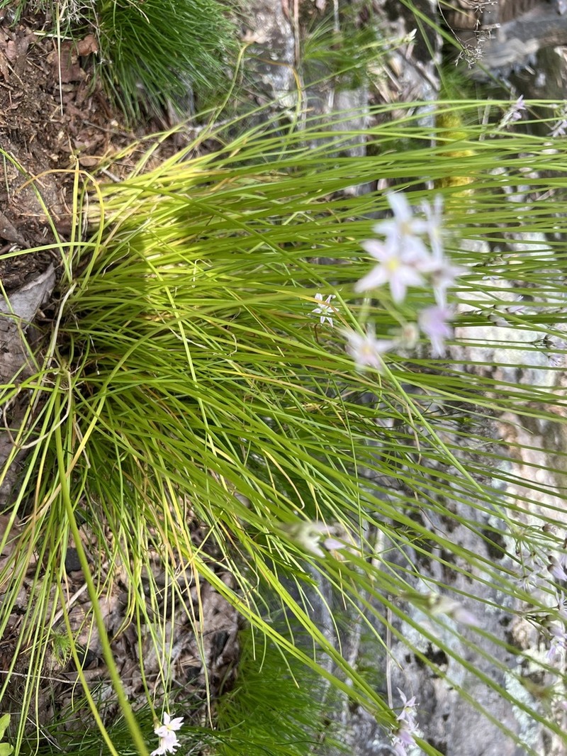 Little River Canyon Onion photo 2