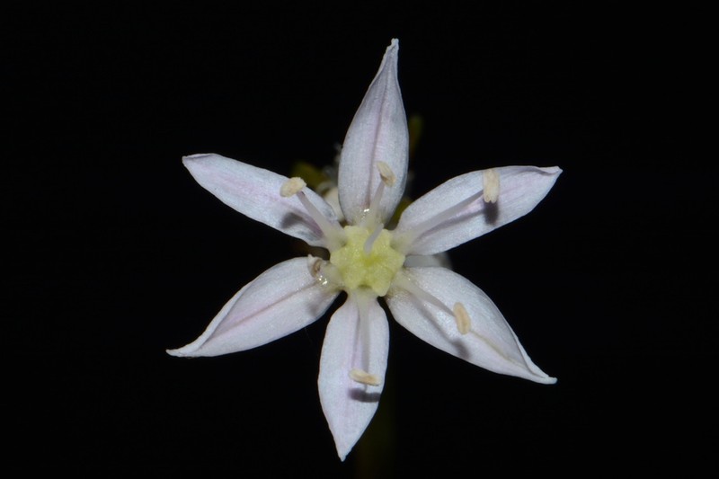 Little River Canyon Onion photo 3