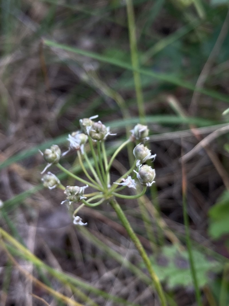Little River Canyon Onion photo 4