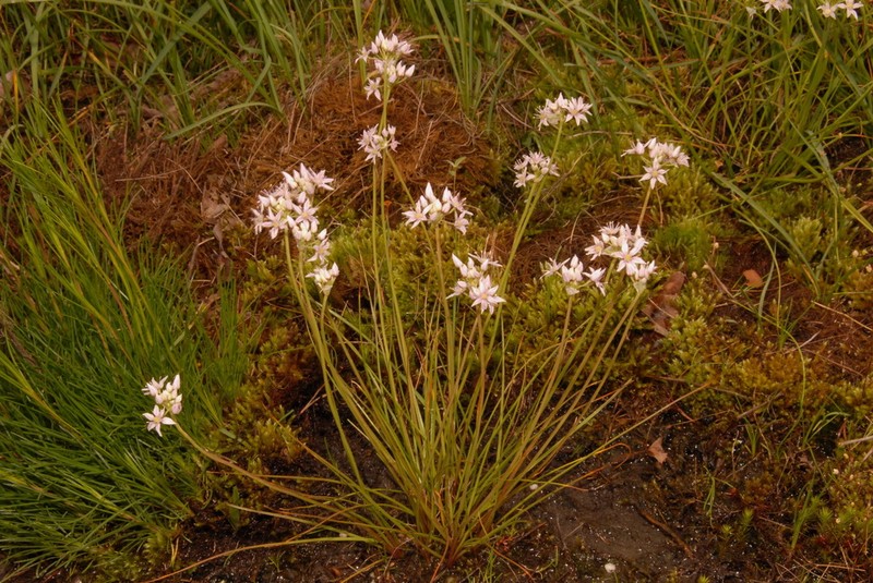 Little River Canyon Onion photo 5