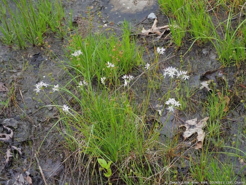 Little River Canyon Onion photo 6