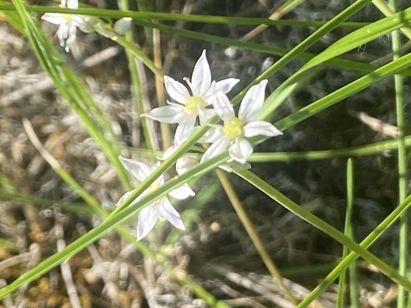 Little River Canyon Onion photo 7