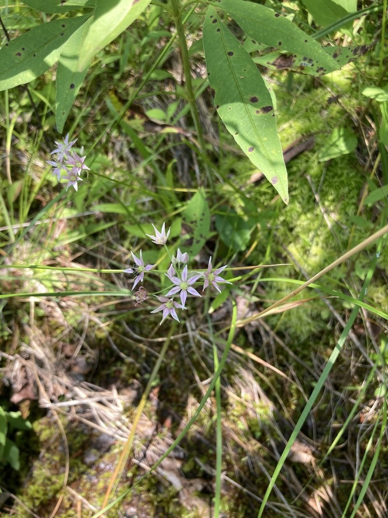 Little River Canyon Onion photo 8