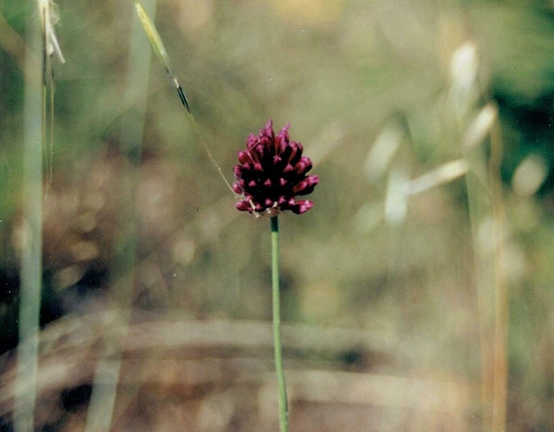 Roundheaded Leek photo 2