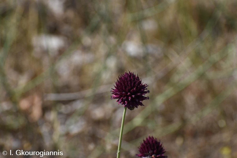 Roundheaded Leek photo 3