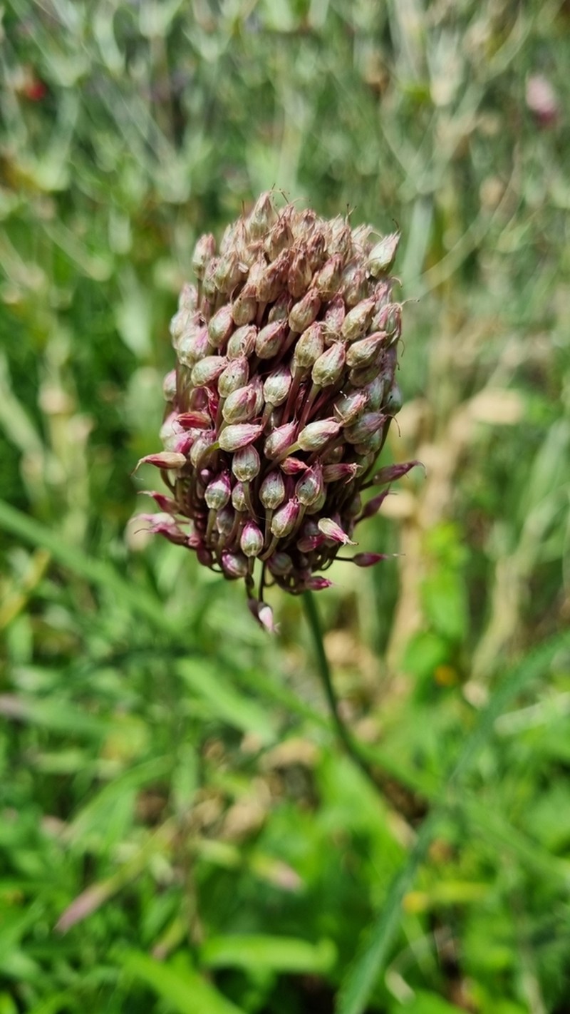 Roundheaded Leek photo 5