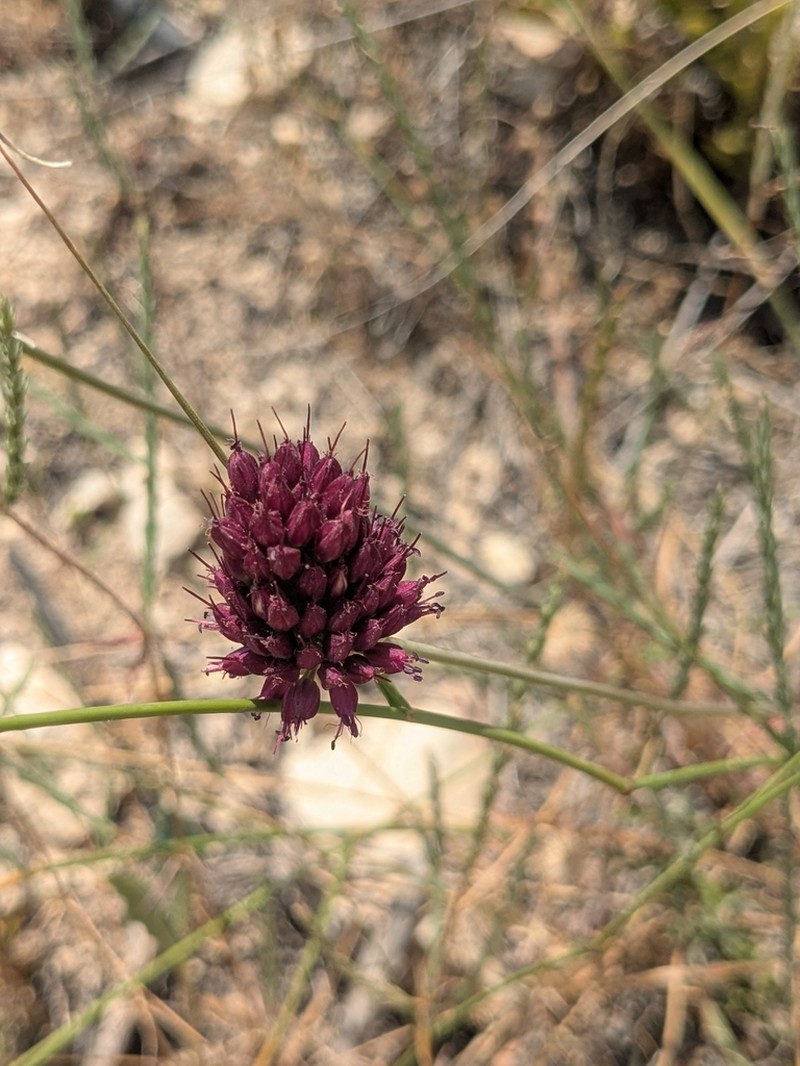 Roundheaded Leek photo 6