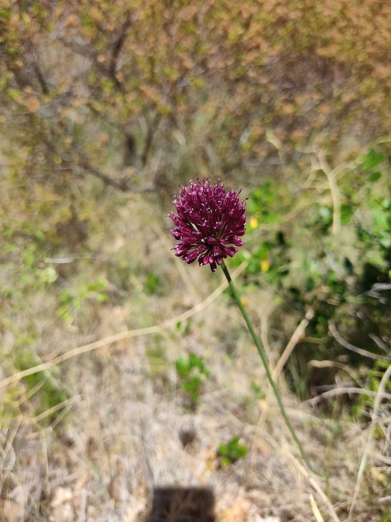 Roundheaded Leek photo 7