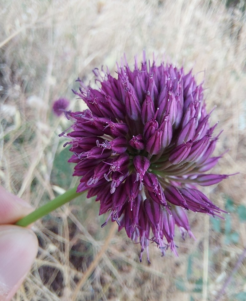 Roundheaded Leek photo 8