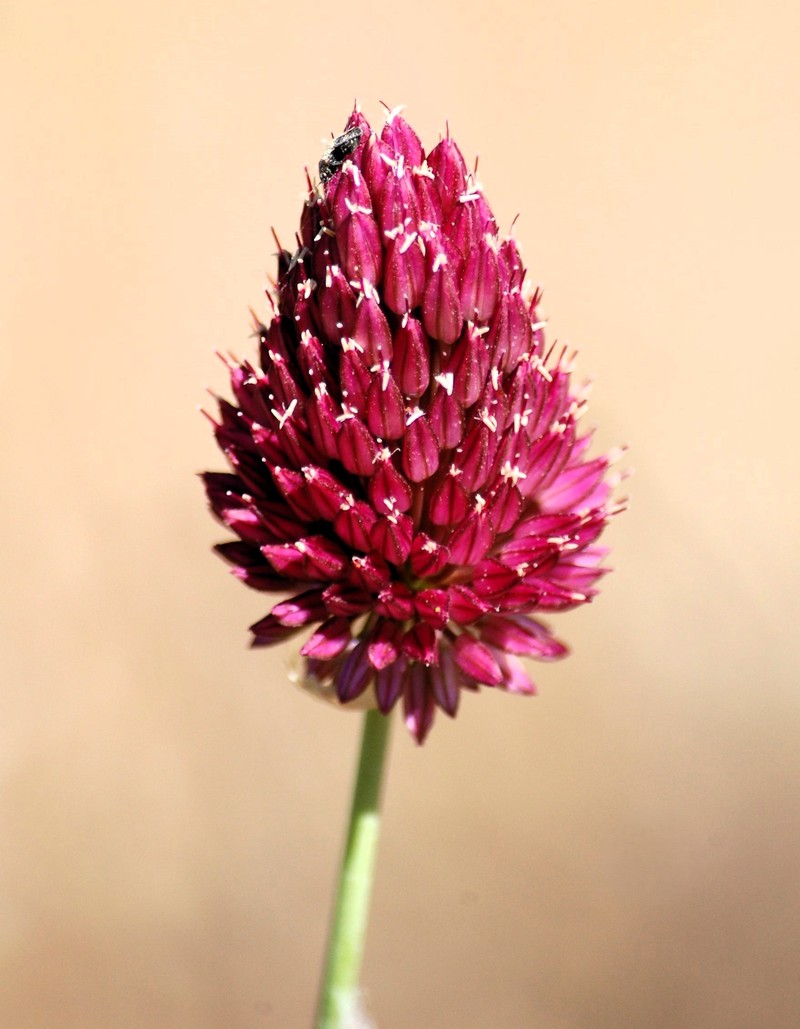 Roundheaded Leek