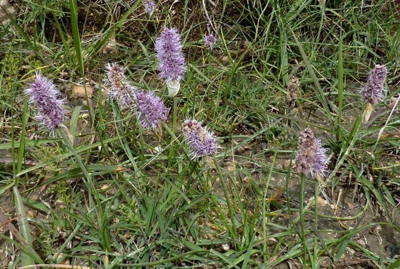 Allium spicatum photo 3