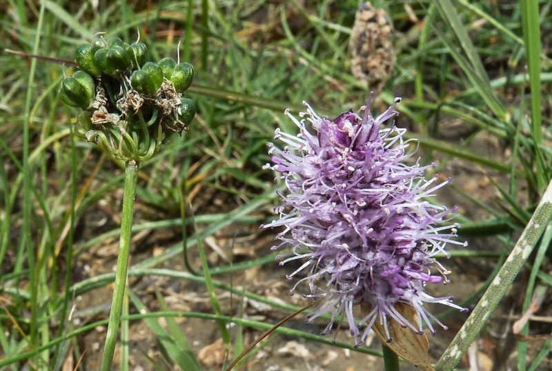 Allium spicatum photo 8