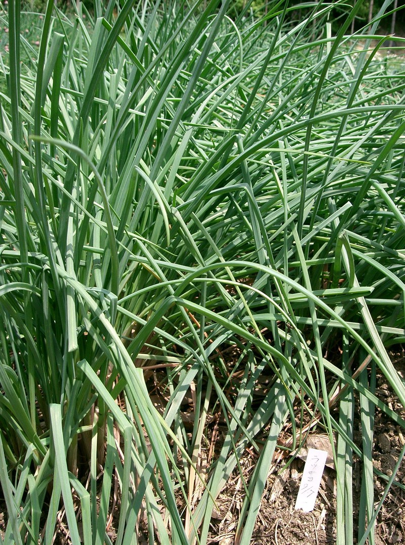 Allium splendens