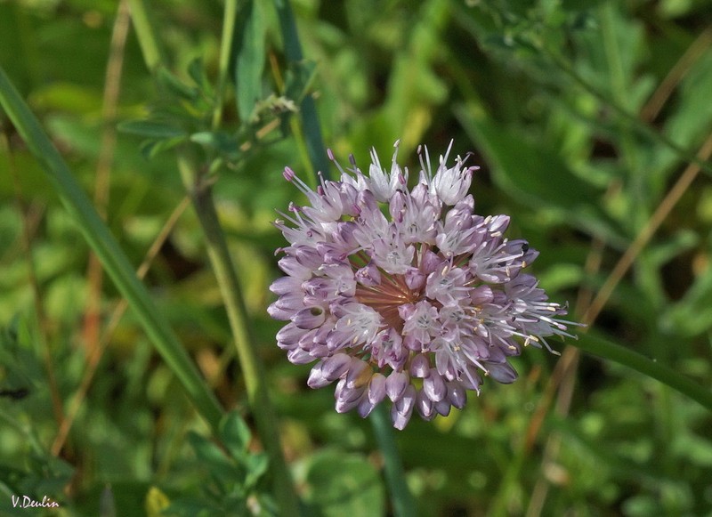 Allium splendens photo 2