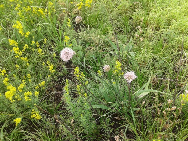 Allium splendens photo 3