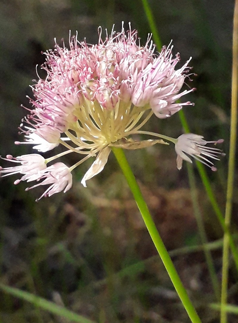 Allium splendens photo 4