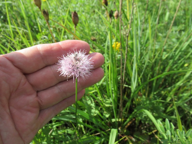 Allium splendens photo 5