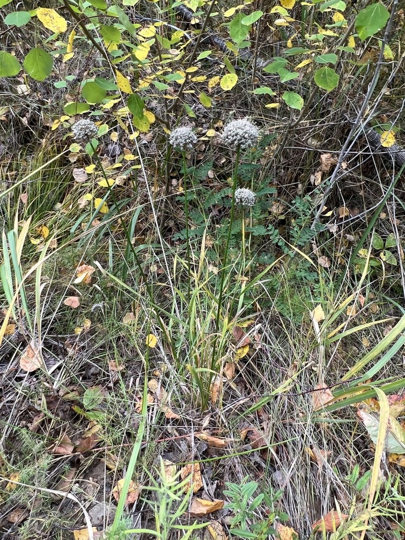 Allium splendens photo 6