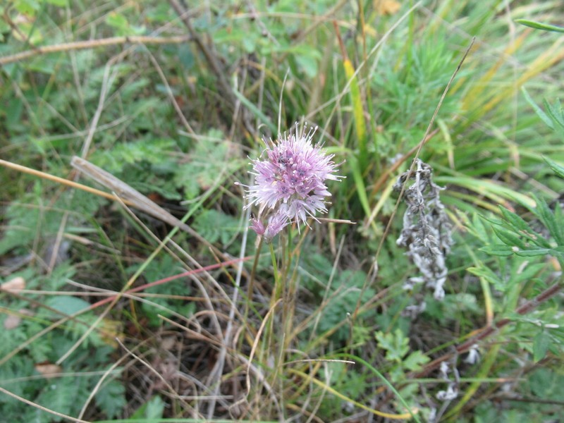 Allium splendens photo 7