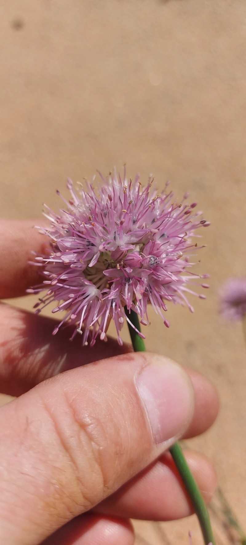 Allium splendens photo 8