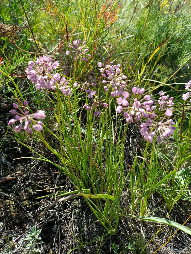 Allium spurium