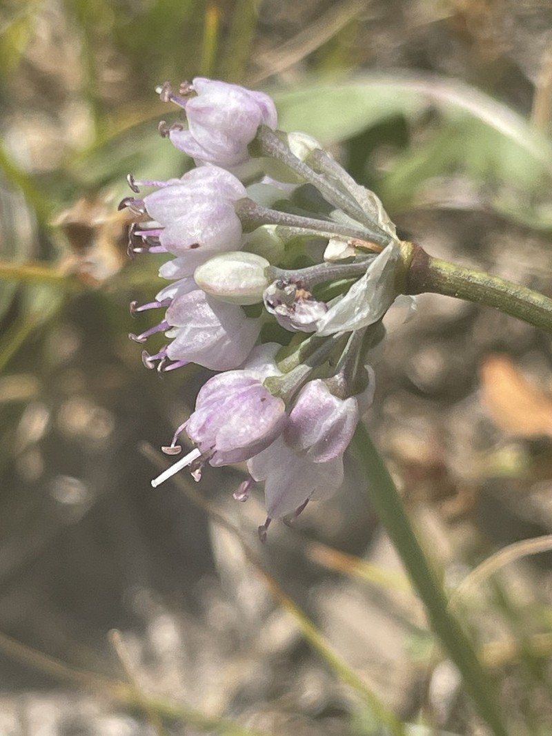 Allium spurium photo 3