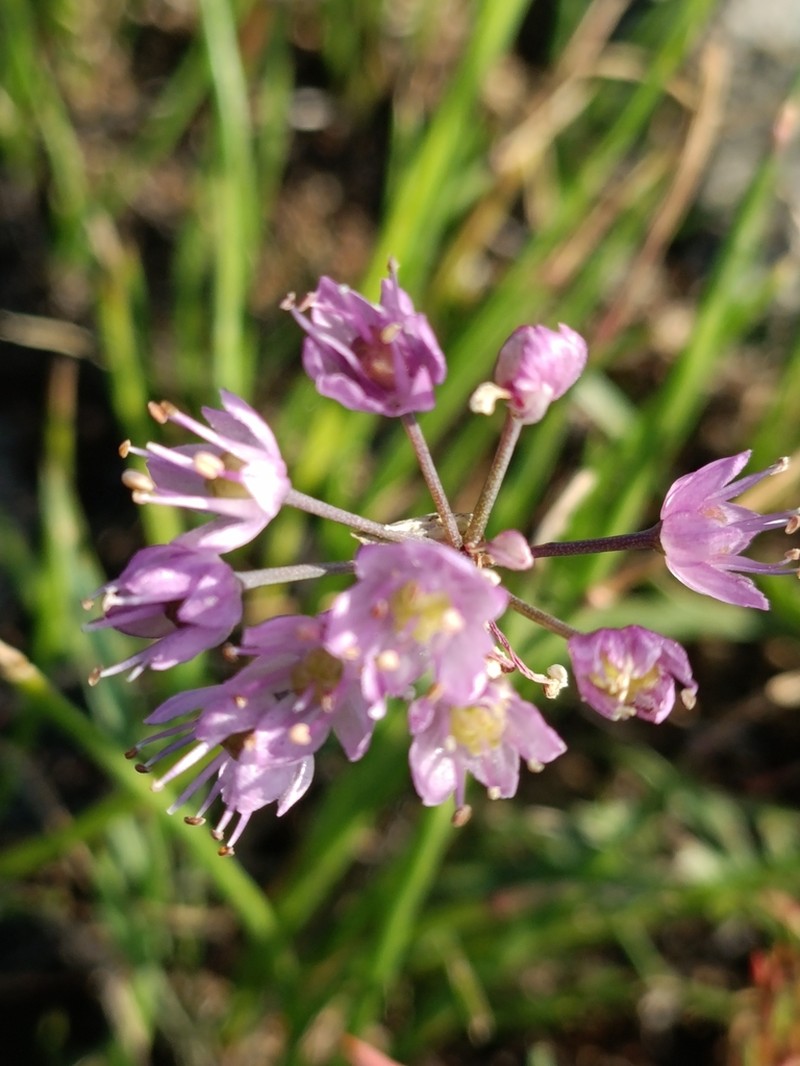 Allium spurium photo 4