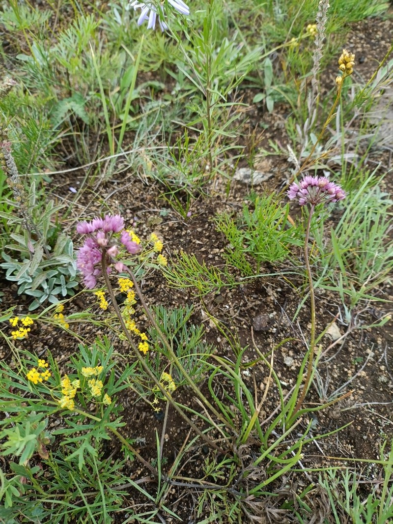 Allium spurium photo 5